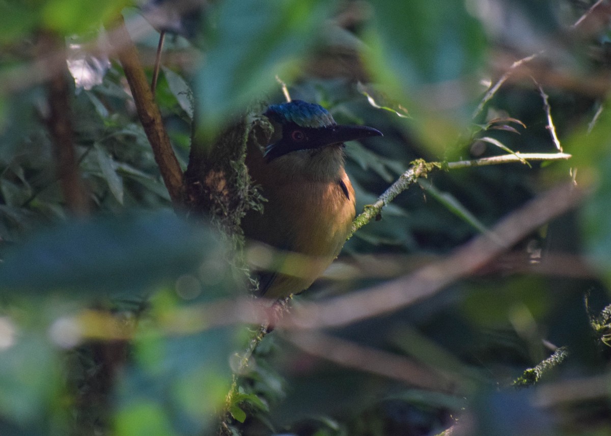 Motmot à tête bleue - ML645425126