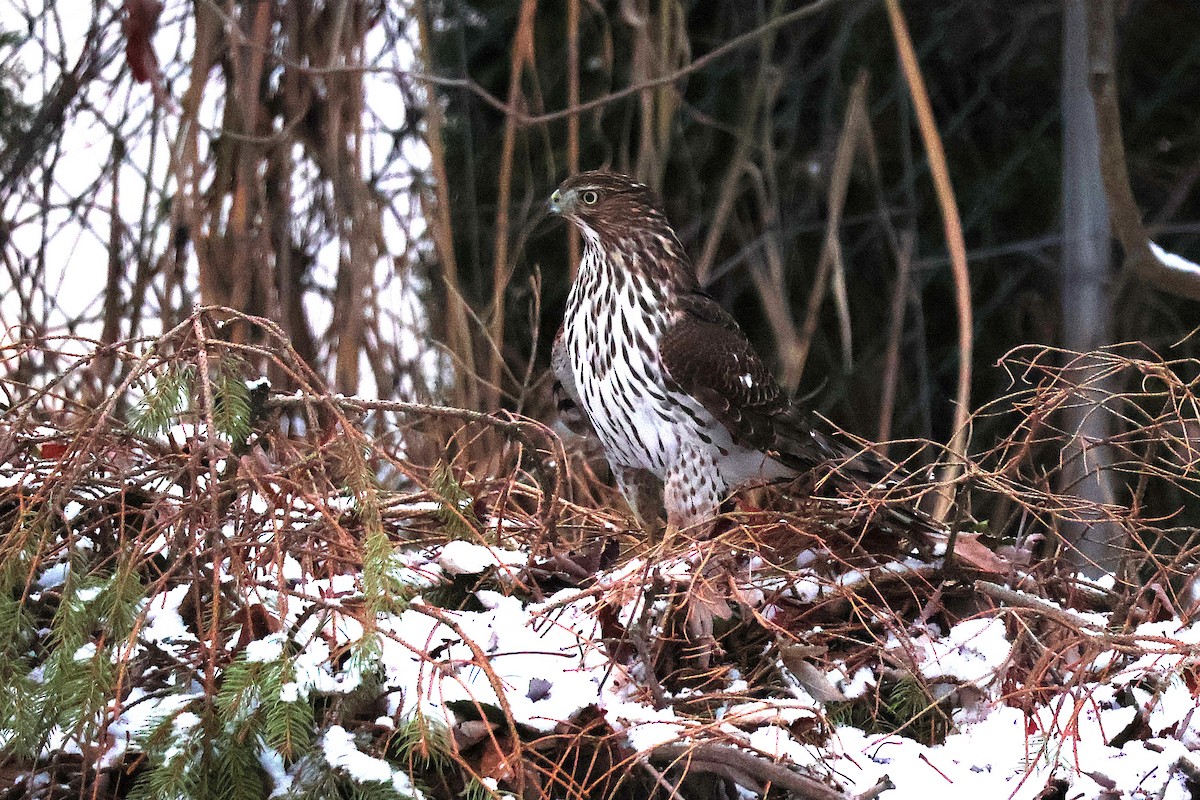 Cooper's Hawk - ML645425127