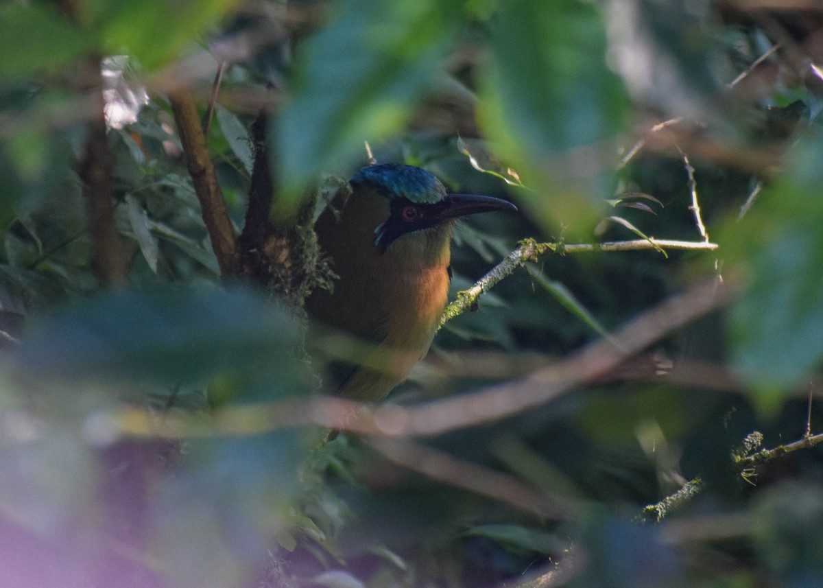 Motmot à tête bleue - ML645425128