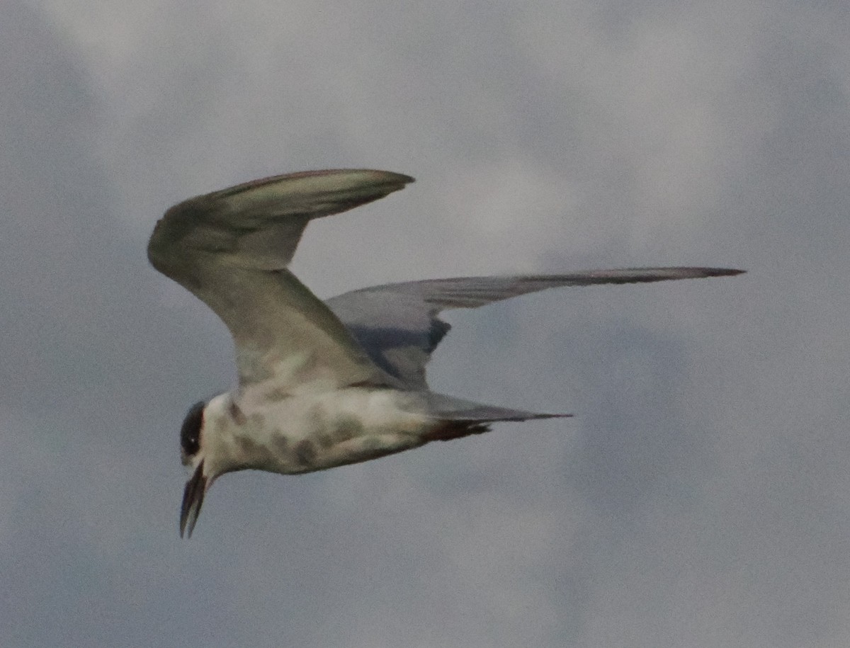 Weißbart-Seeschwalbe - ML645425131