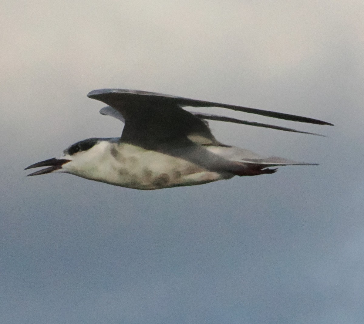 Weißbart-Seeschwalbe - ML645425132