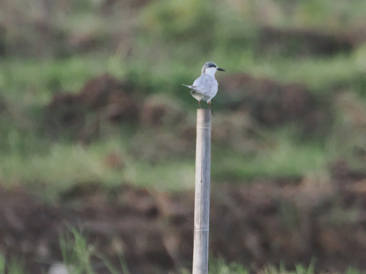 Weißbart-Seeschwalbe - ML645425133