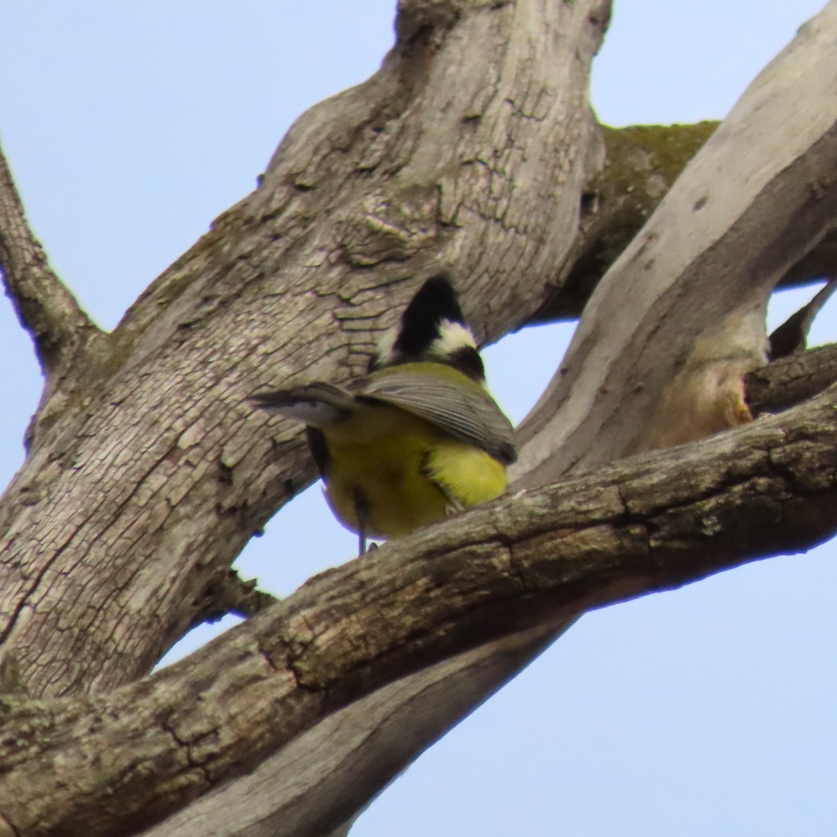 Silbador Cabezón Oriental - ML645425136