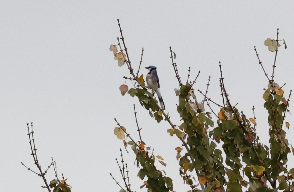 Blue Jay - ML645425137