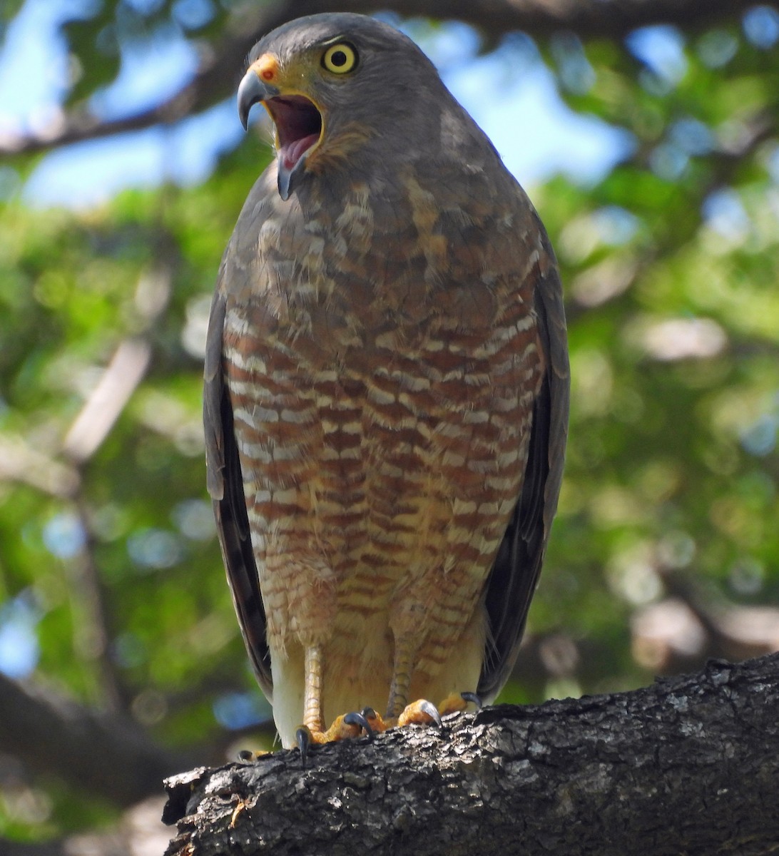 Roadside Hawk - ML645425143