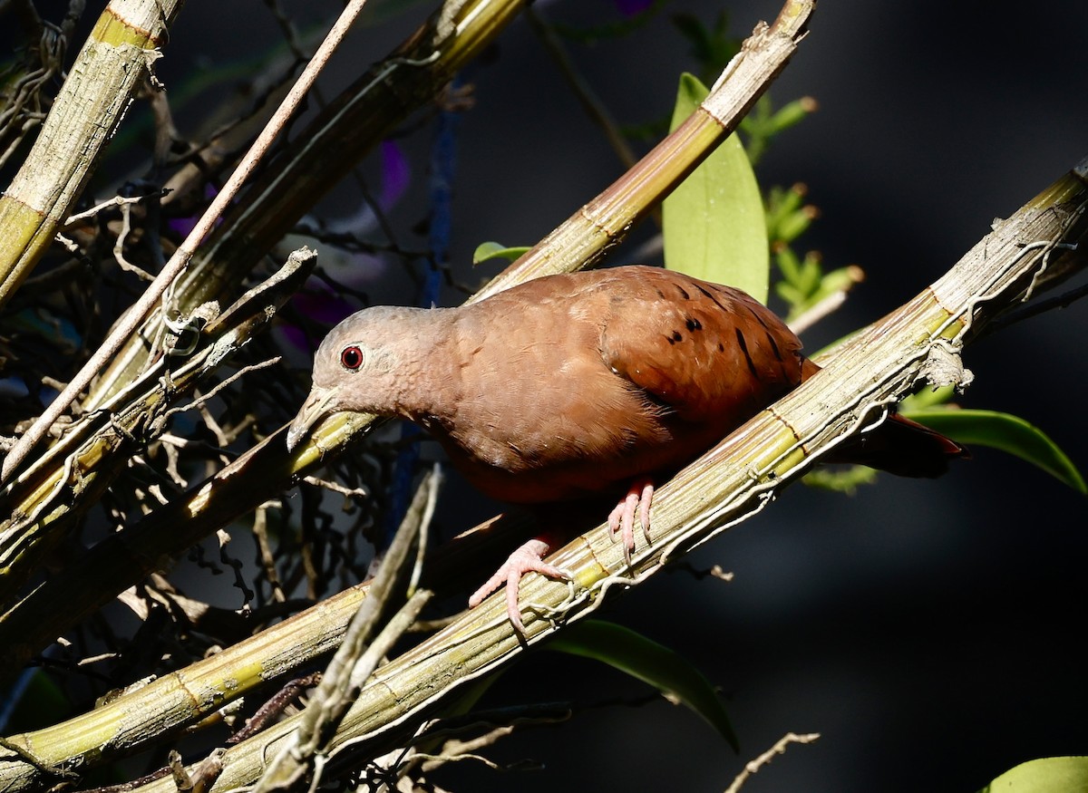 Коричневая земляная горлица - ML645425156