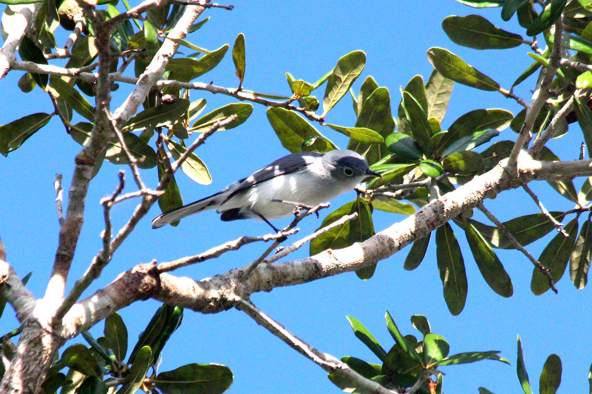 Blue-gray Gnatcatcher - ML645425161