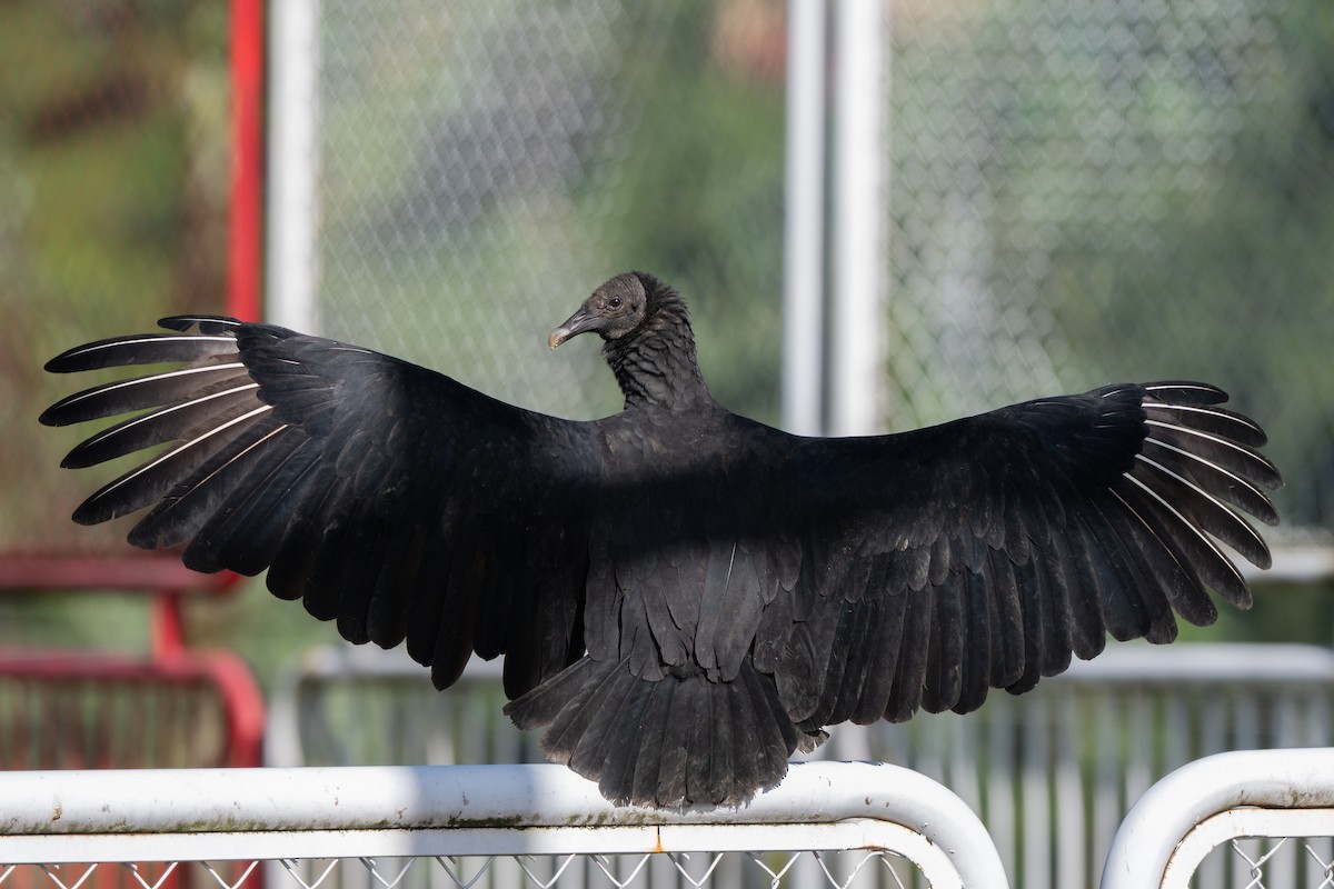Black Vulture - ML645425170
