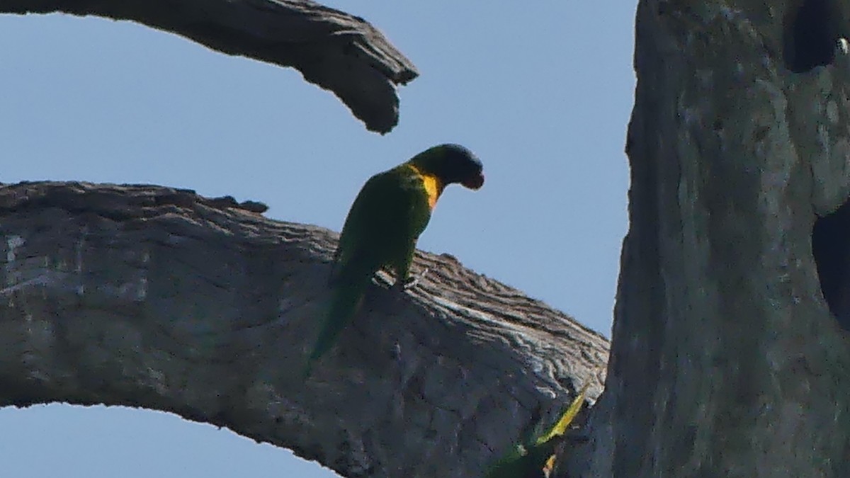 Rainbow Lorikeet - ML645425171