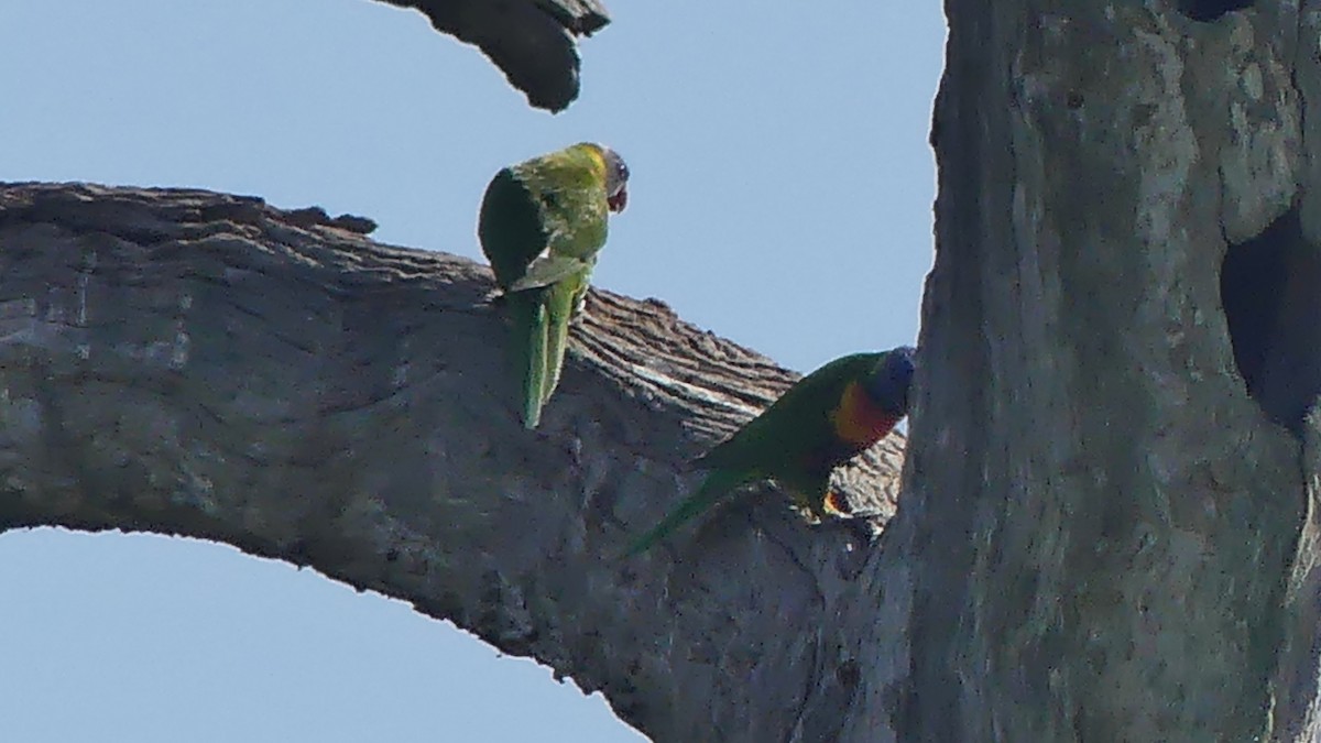 Rainbow Lorikeet - ML645425172