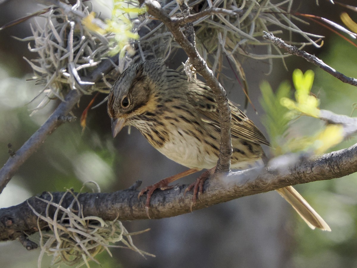 strnadec pruhohlavý - ML645425175