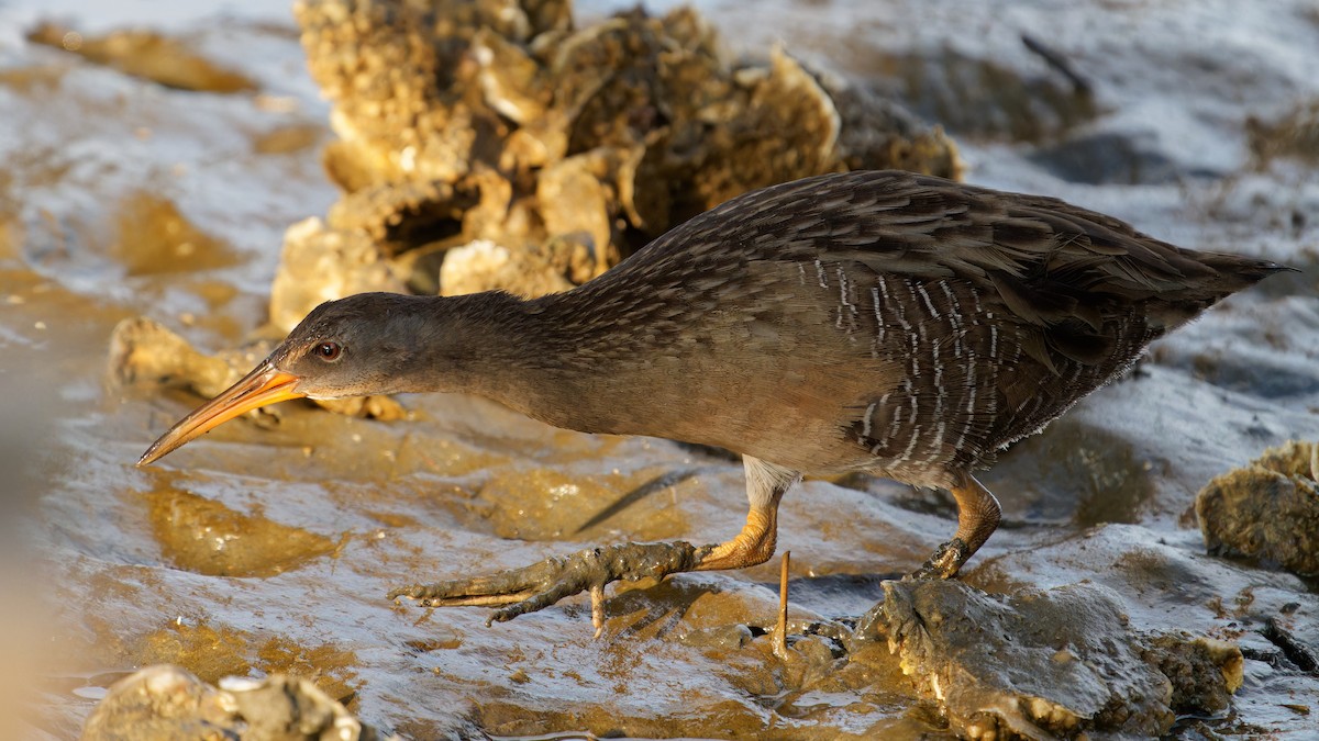 chřástal atlantický - ML645425177