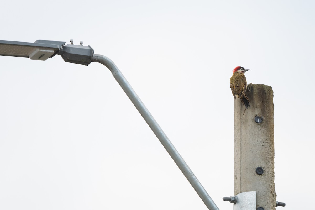 Spot-breasted Woodpecker - ML645425180