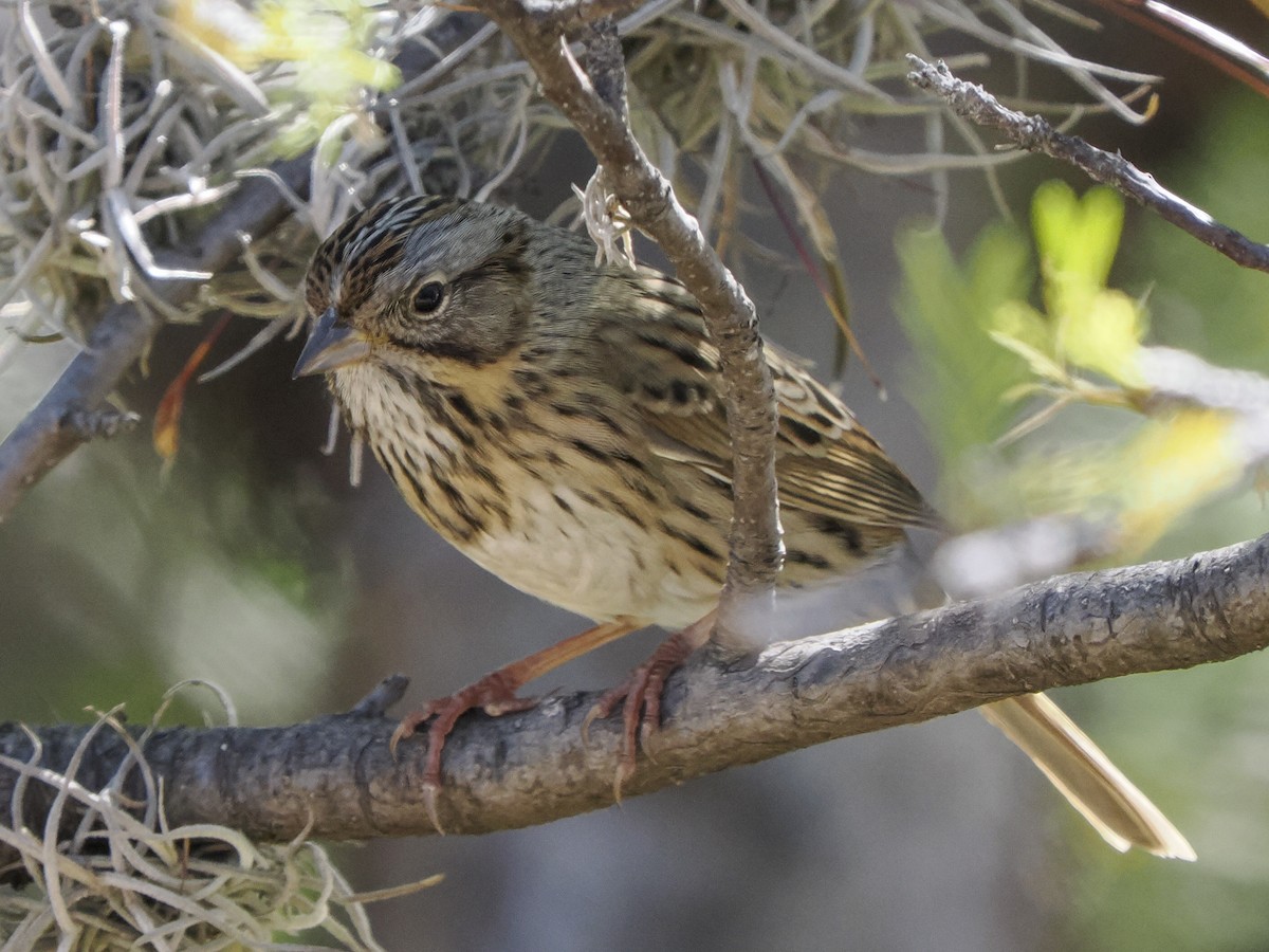 strnadec pruhohlavý - ML645425183