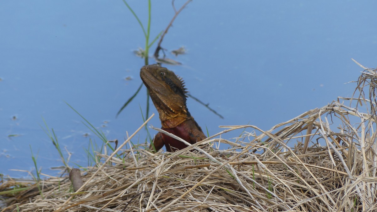Australian Water Dragon - ML645425187