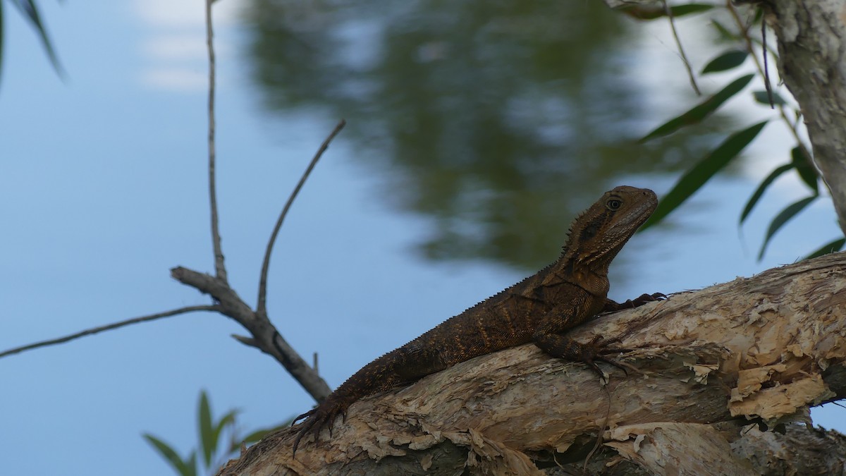 Australian Water Dragon - ML645425189