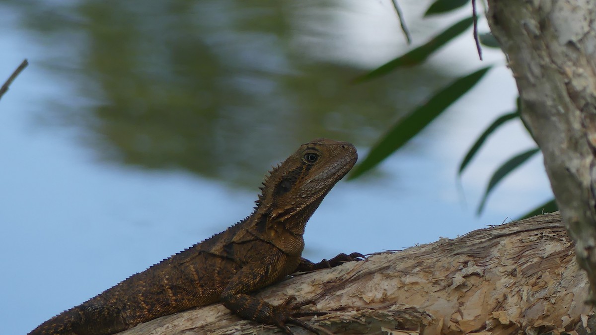 Australian Water Dragon - ML645425191