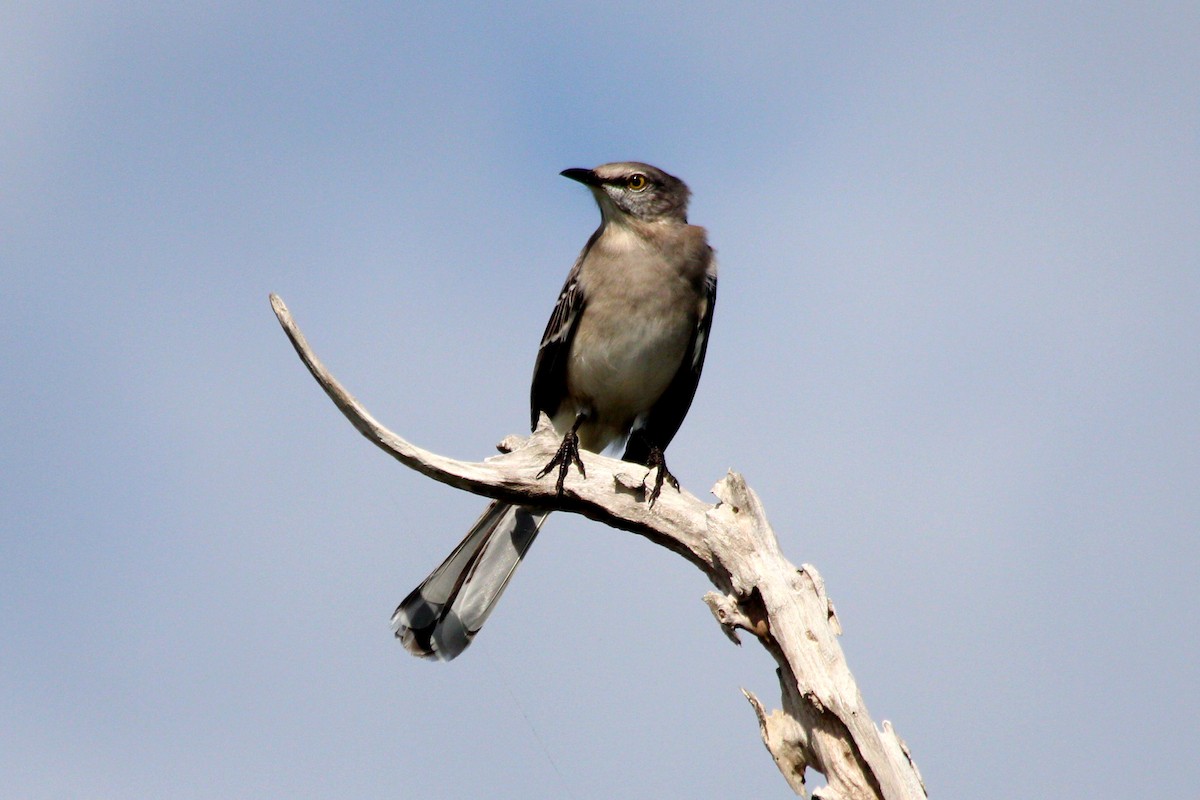 חקיינית צפונית - ML645425199