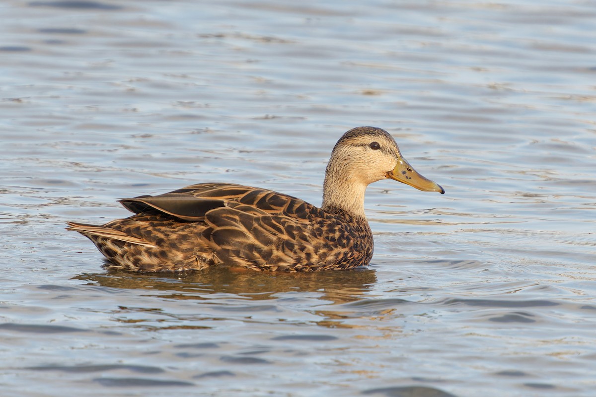 kachna pobřežní - ML645425212