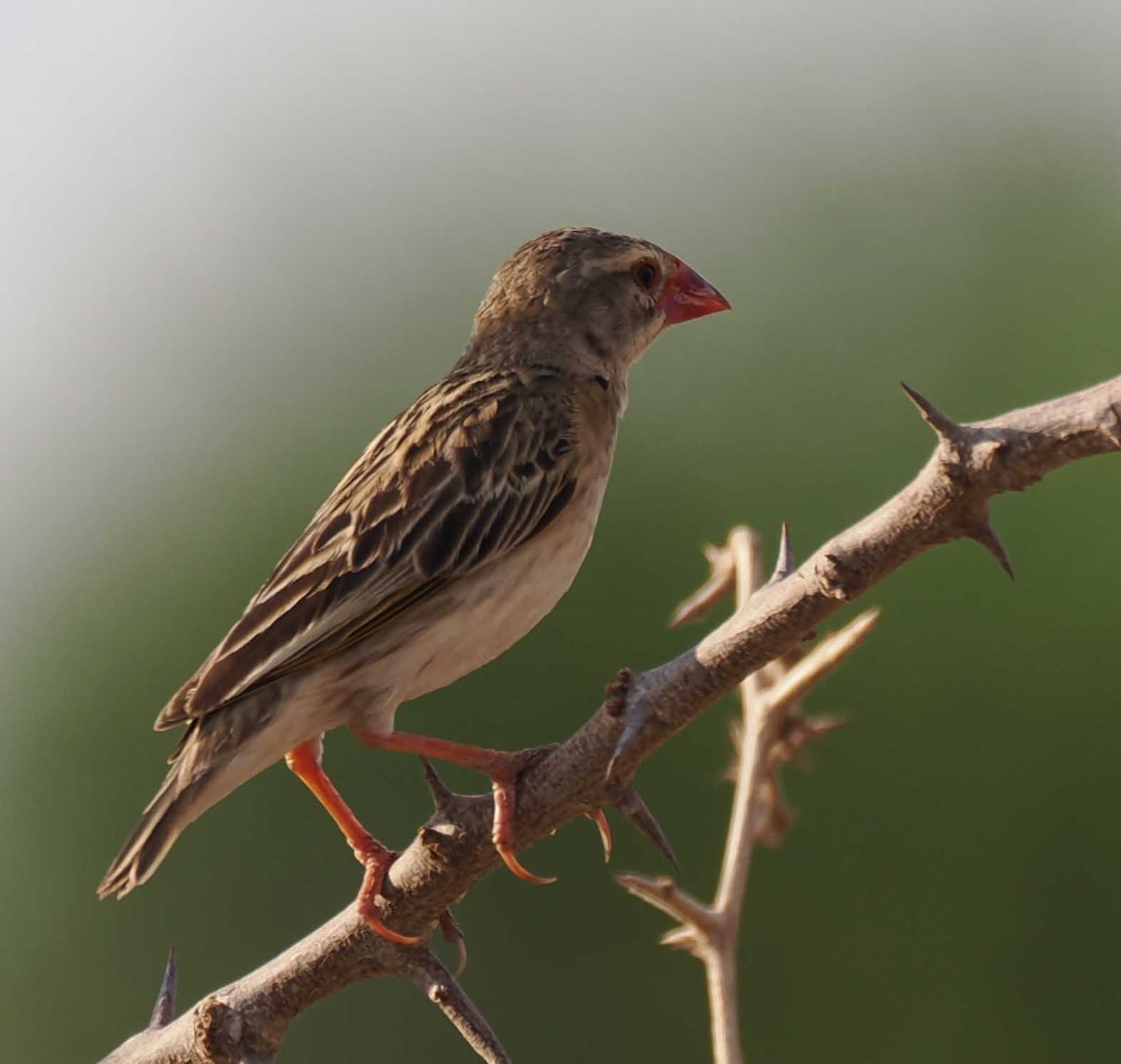 Red-billed Quelea - ML645425218