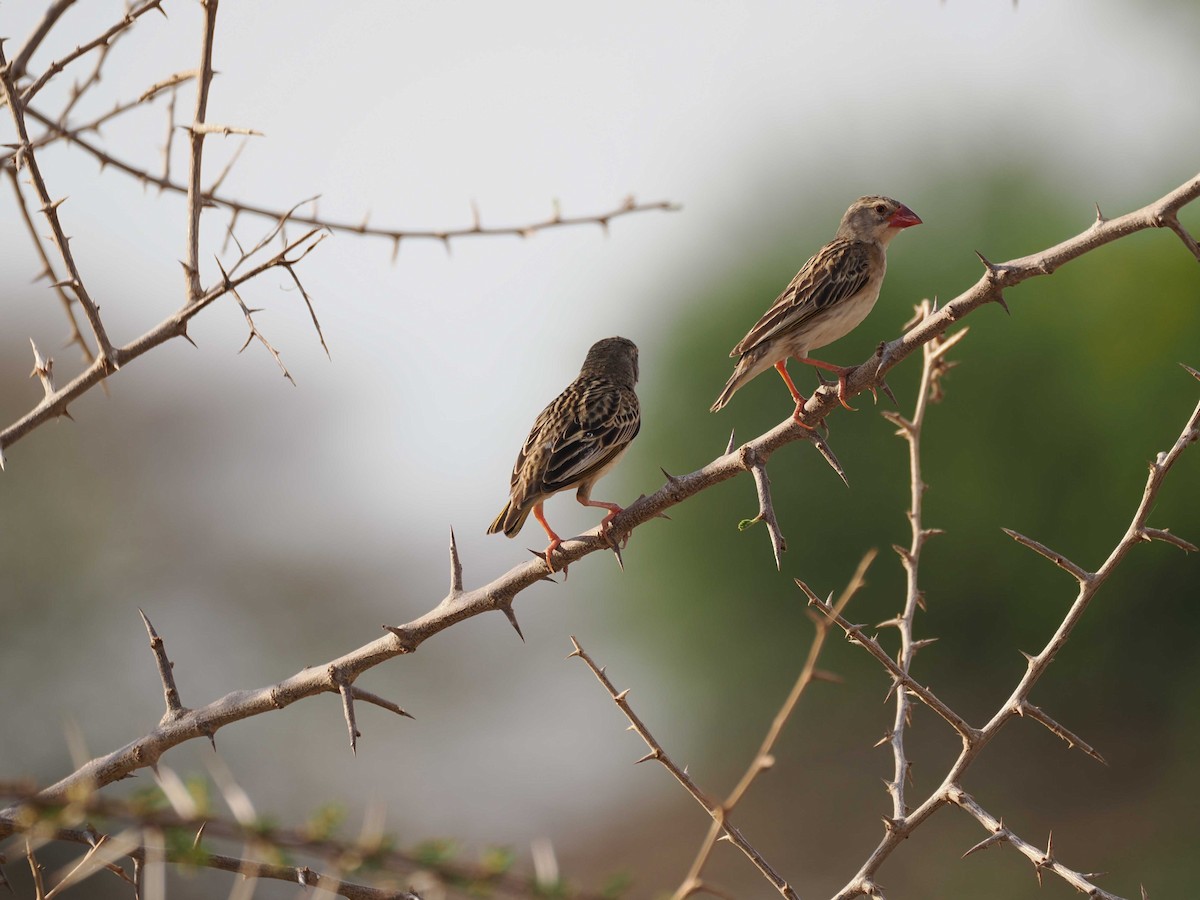 Red-billed Quelea - ML645425219