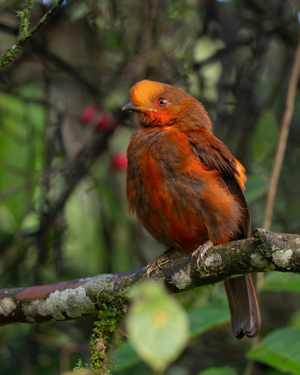 Andean Cock-of-the-rock - ML645425220