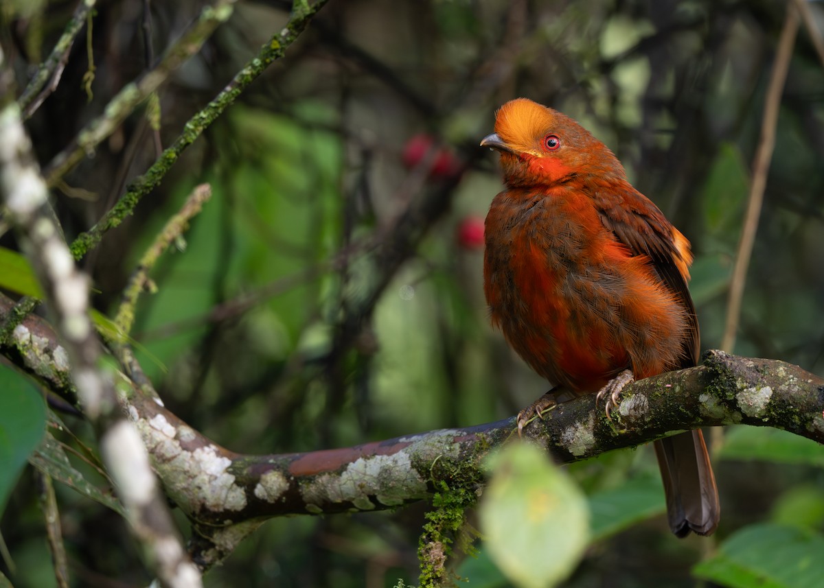 Andean Cock-of-the-rock - ML645425221