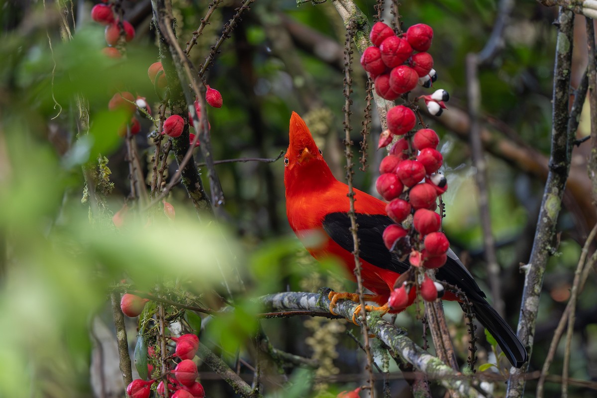 Andean Cock-of-the-rock - ML645425222