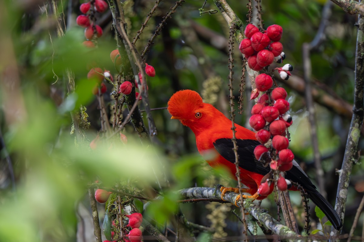 Andean Cock-of-the-rock - ML645425223