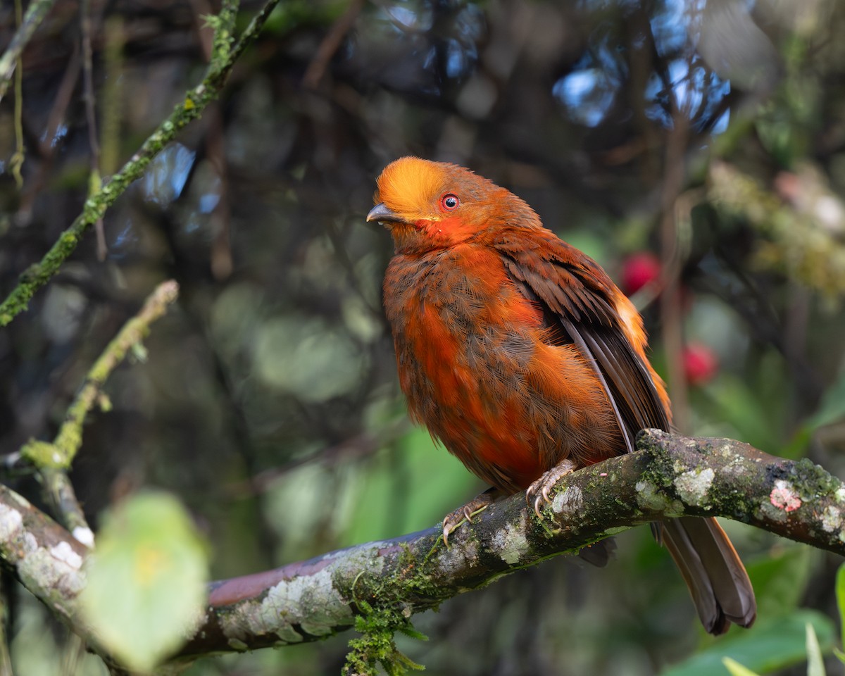 Andean Cock-of-the-rock - ML645425225