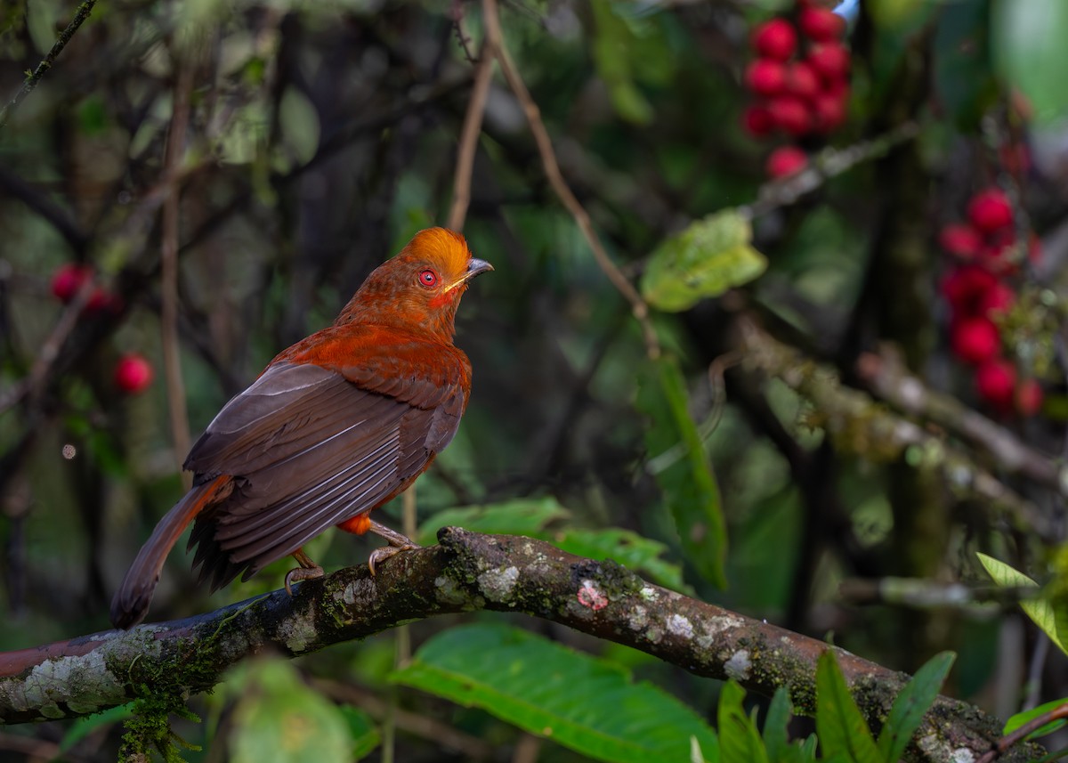Andean Cock-of-the-rock - ML645425226