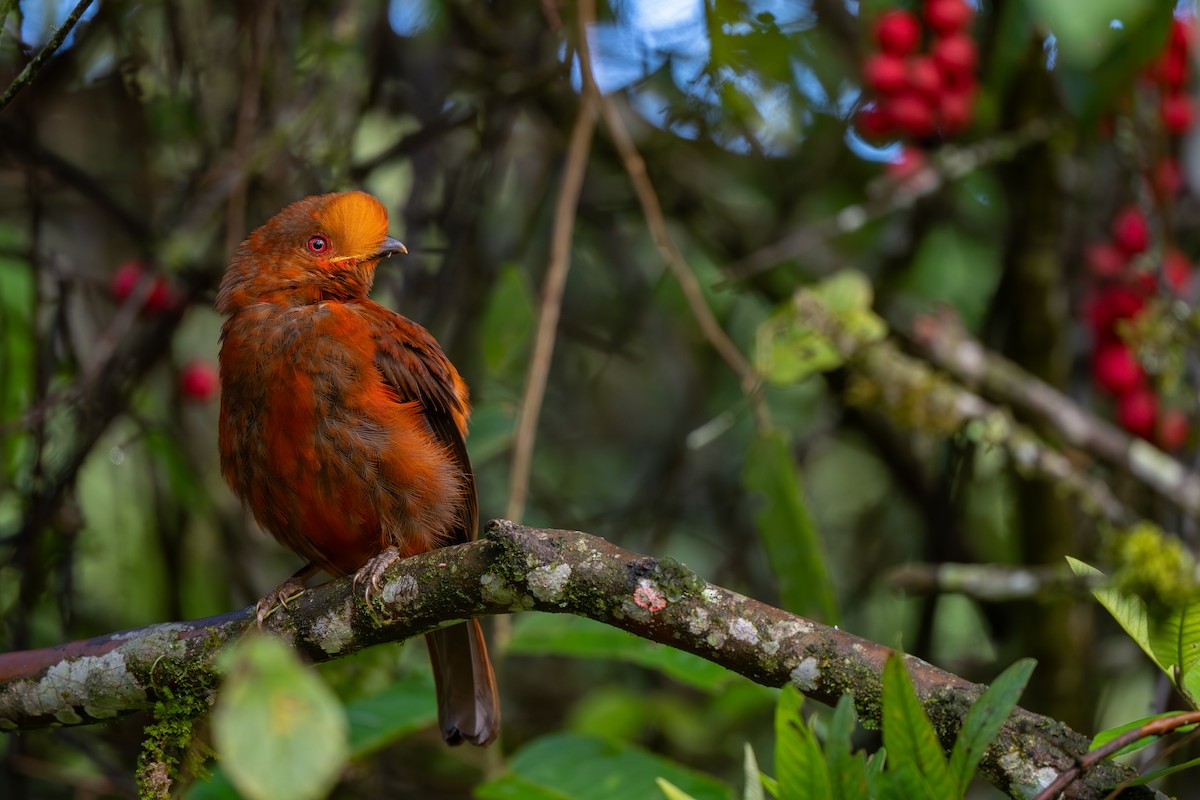 Andean Cock-of-the-rock - ML645425227