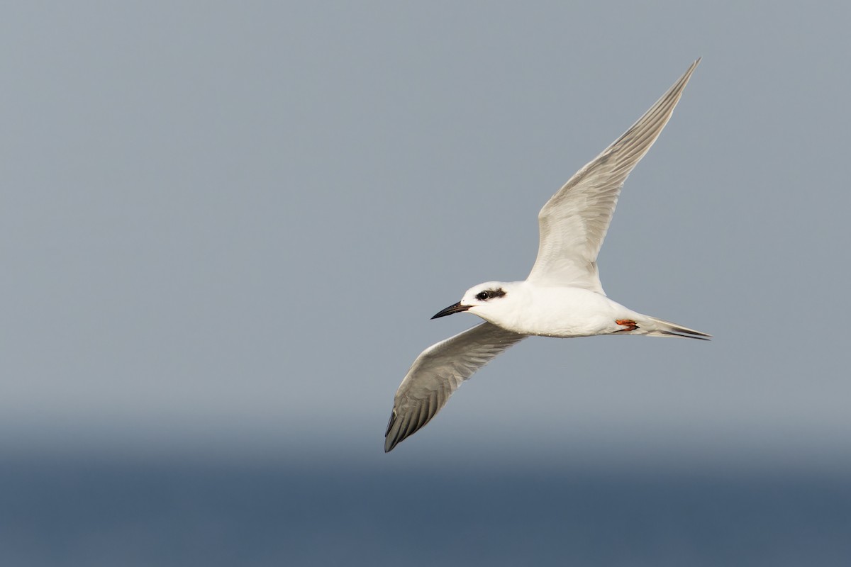 rybák severoamerický - ML645425232