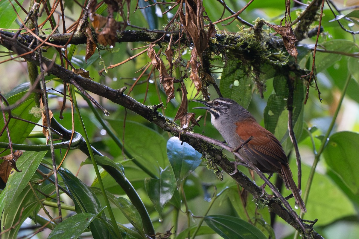 Whiskered Wren - ML645425238