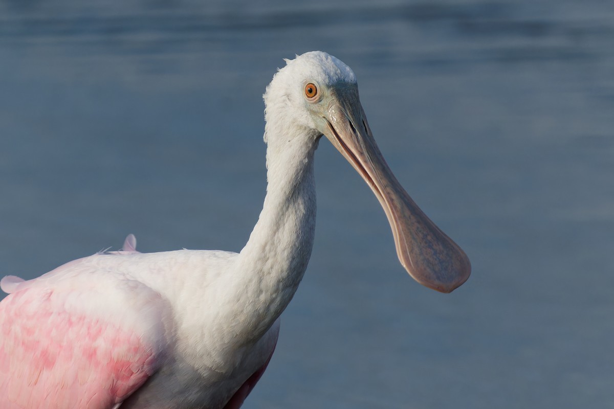 kolpík růžový - ML645425244