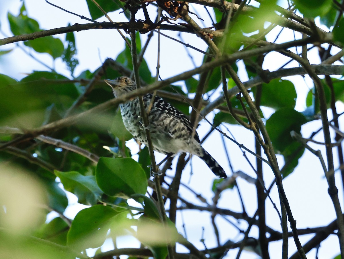 Barred Antshrike - ML645425248