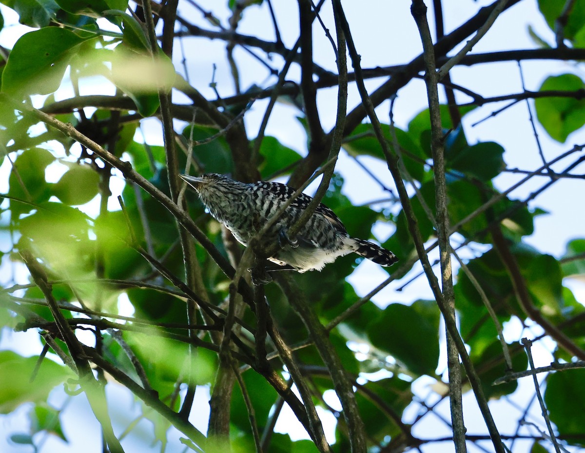 Barred Antshrike - ML645425249