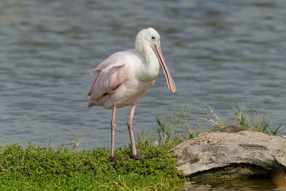 kolpík růžový - ML645425262