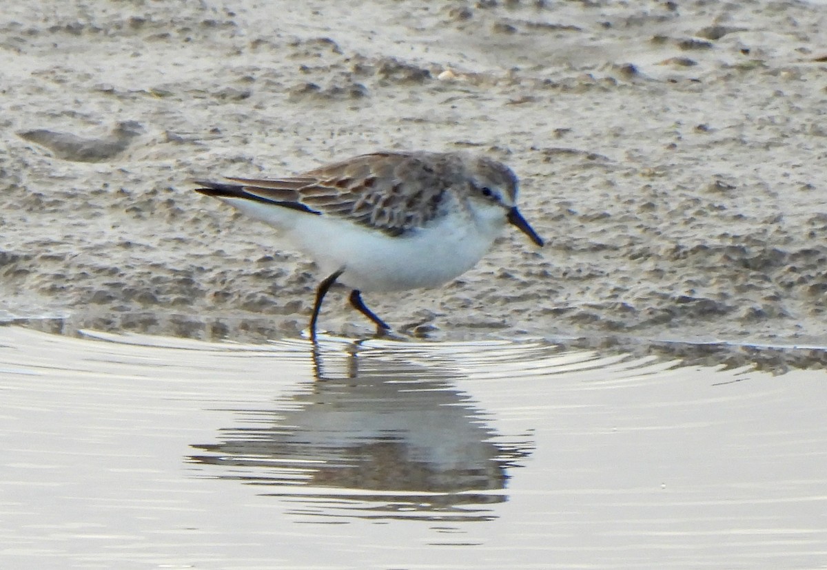Semipalmated Sandpiper - ML645425267