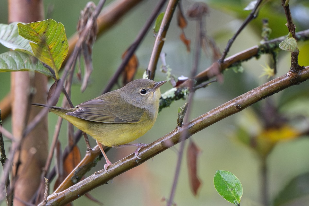 Mourning Warbler - ML645425268
