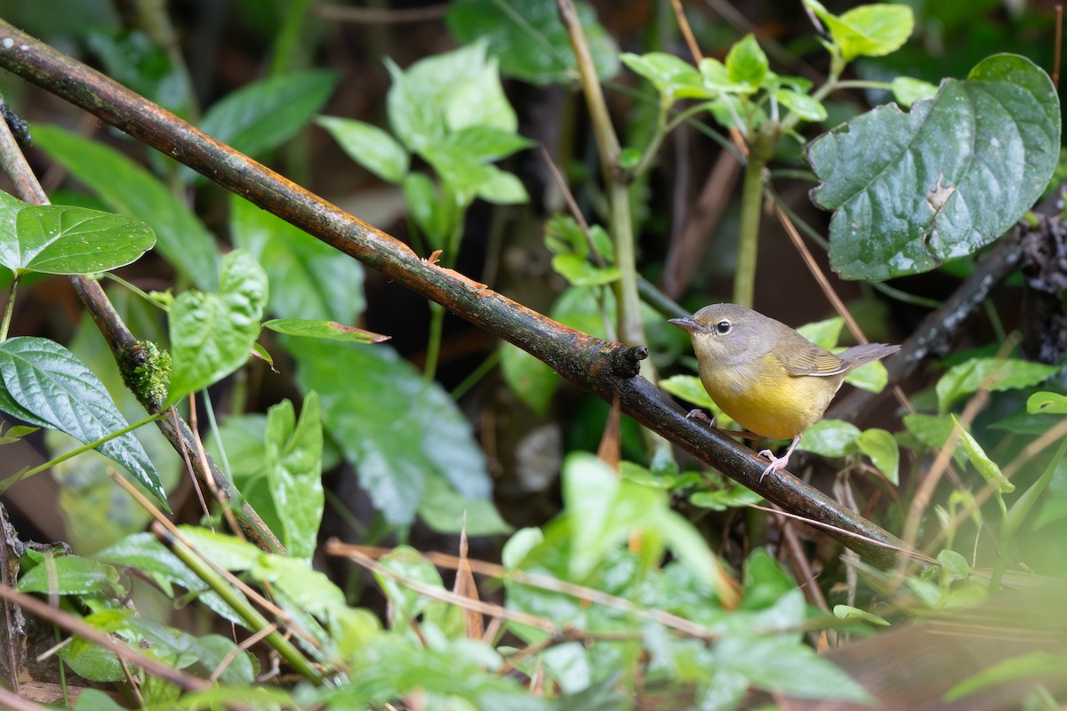 Mourning Warbler - ML645425269