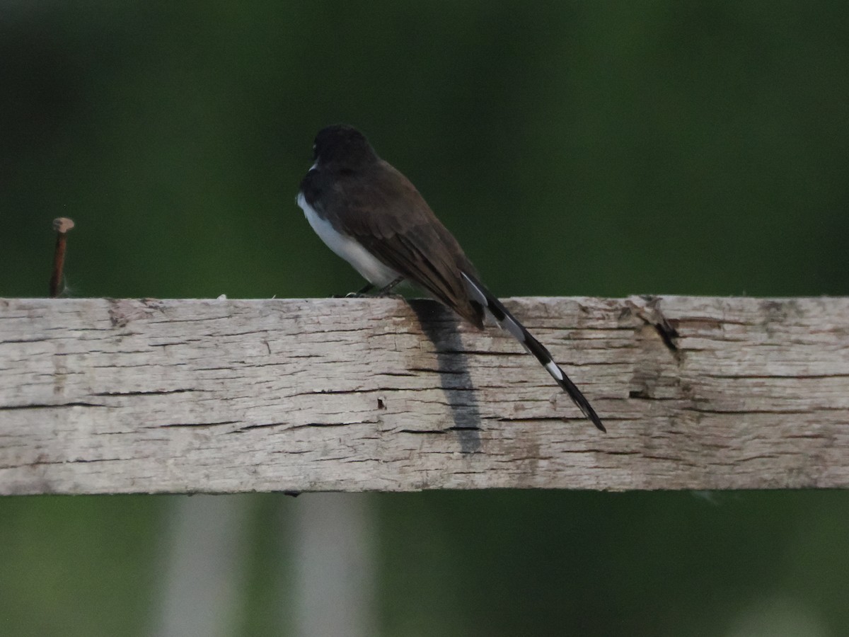 Malaienfächerschwanz - ML645425270