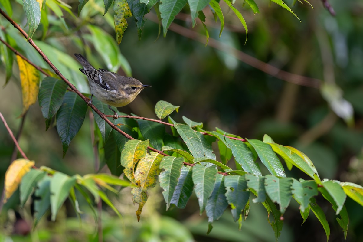 Reinita Gorjinaranja - ML645425276