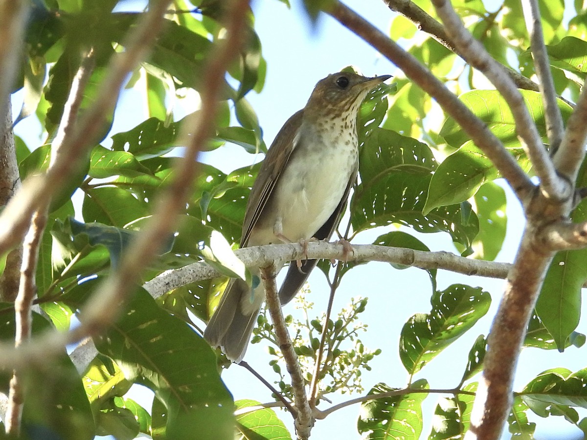 Swainson's Thrush - ML645425281