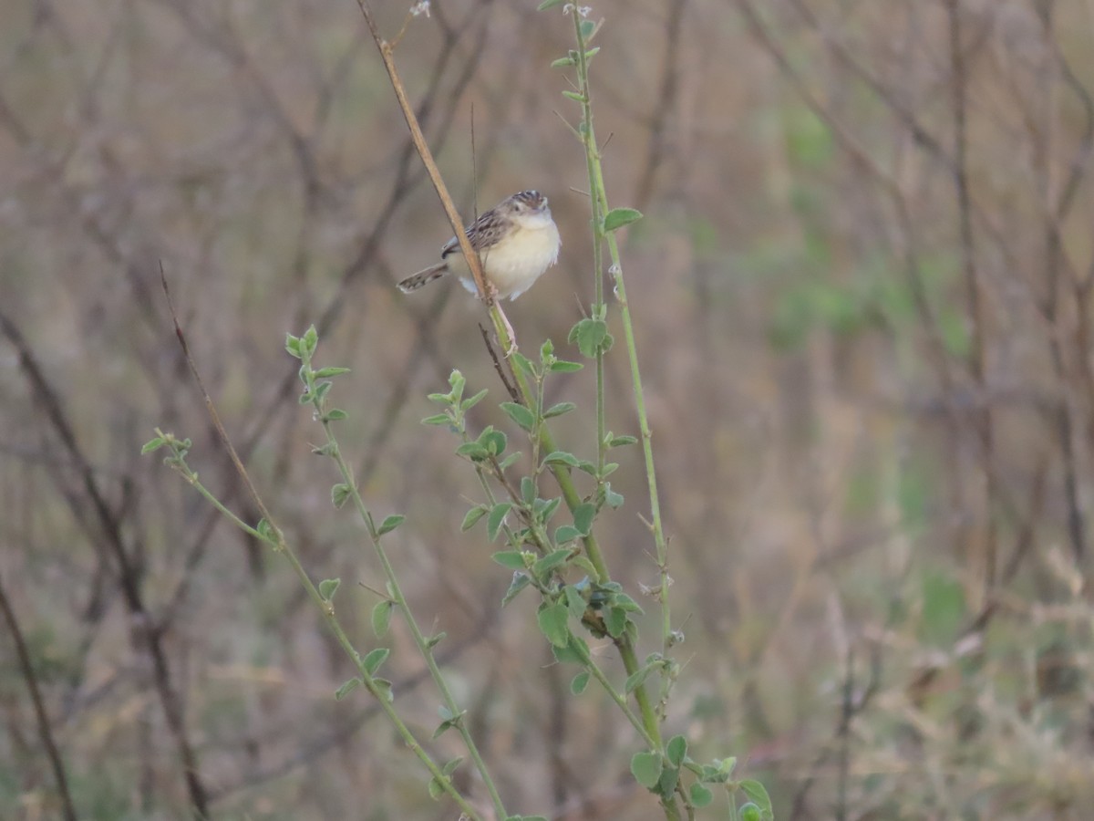 Desert Cisticola - ML645425307