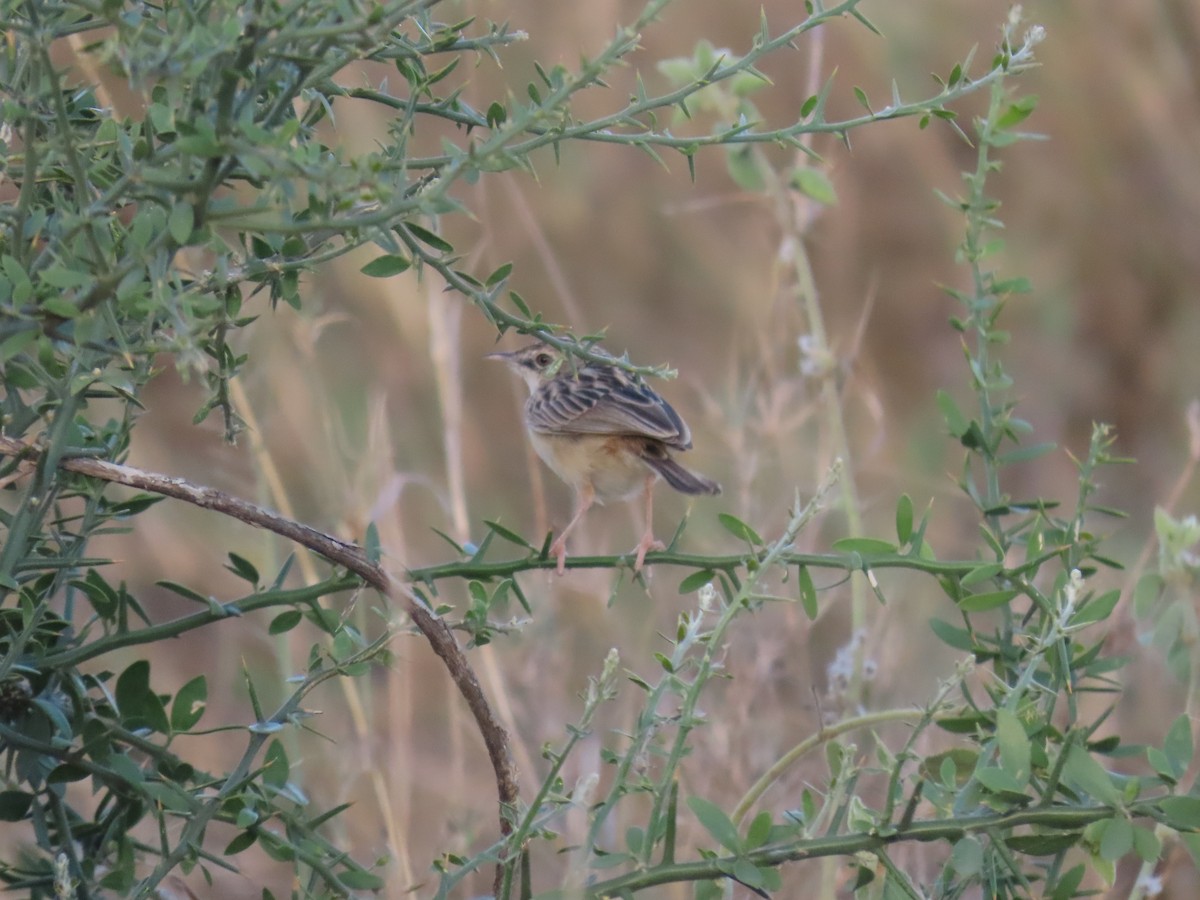 Desert Cisticola - ML645425308