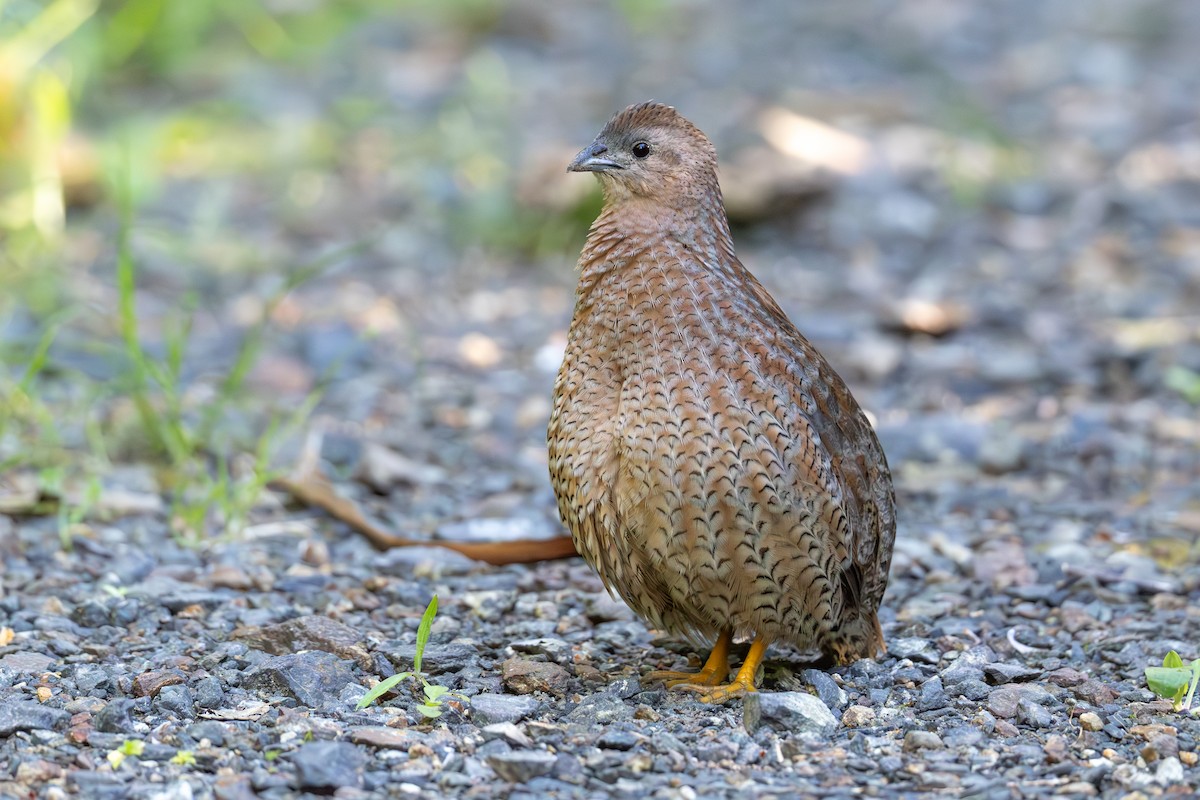 Brown Quail - ML645425314