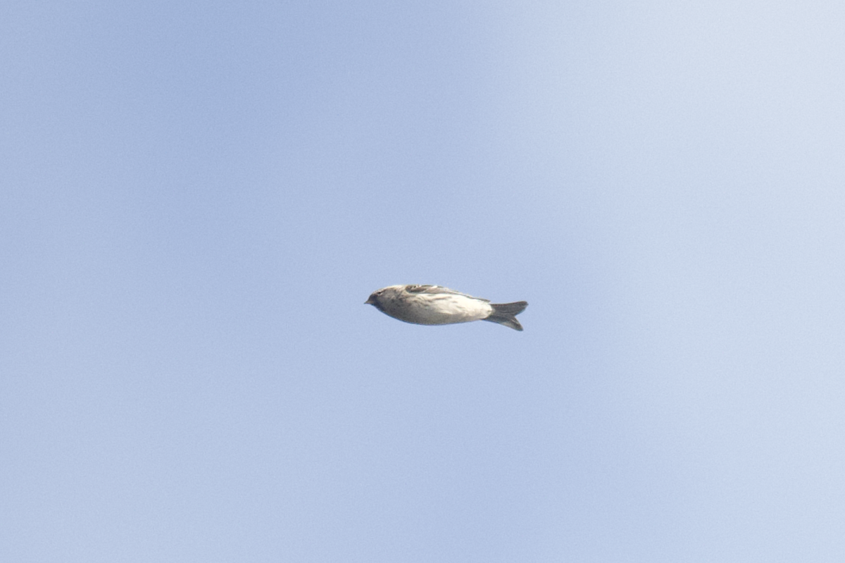 Redpoll (exilipes) - ML645425319