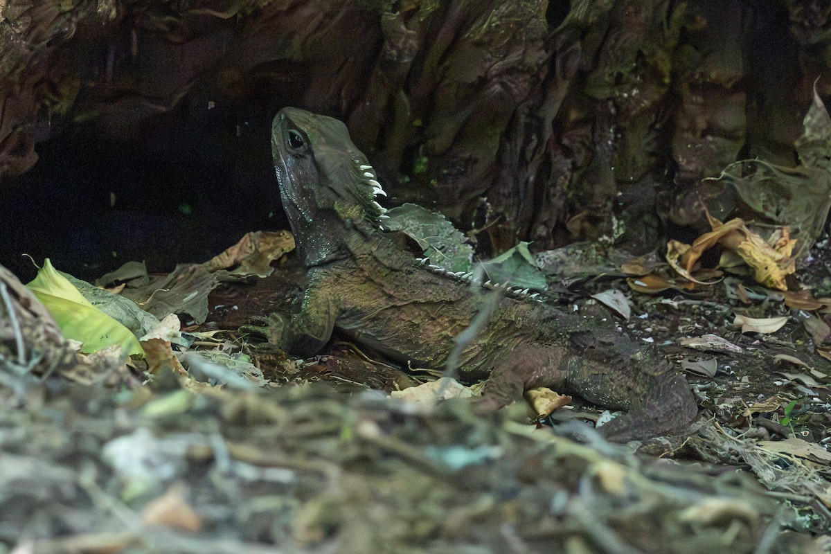 Tuatara - ML645425320