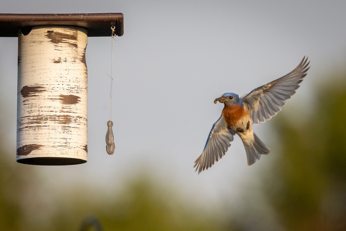 Azulejo Oriental - ML645425333